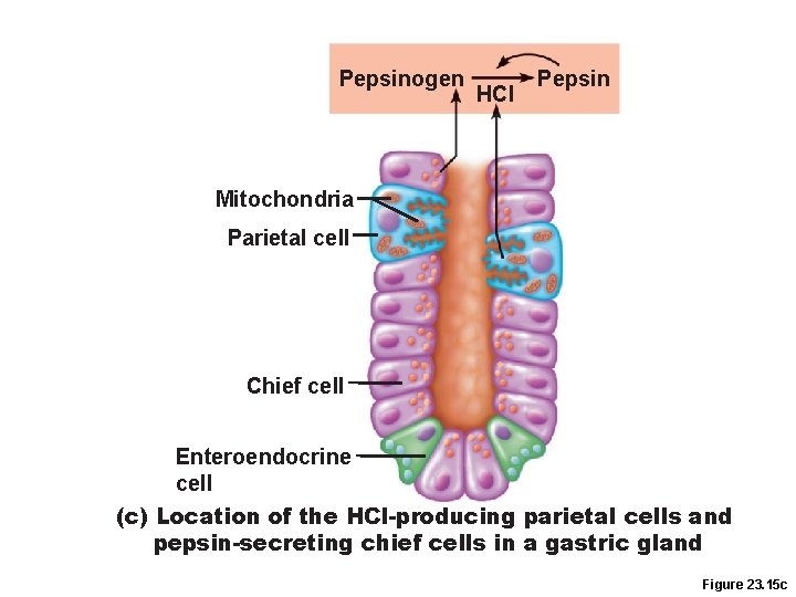 Pepsinogen HCl Pepsin Mitochondria Parietal cell Chief cell Enteroendocrine cell (c) Location of the Pepsinogen HCl Pepsin Mitochondria Parietal cell Chief cell Enteroendocrine cell (c) Location of the