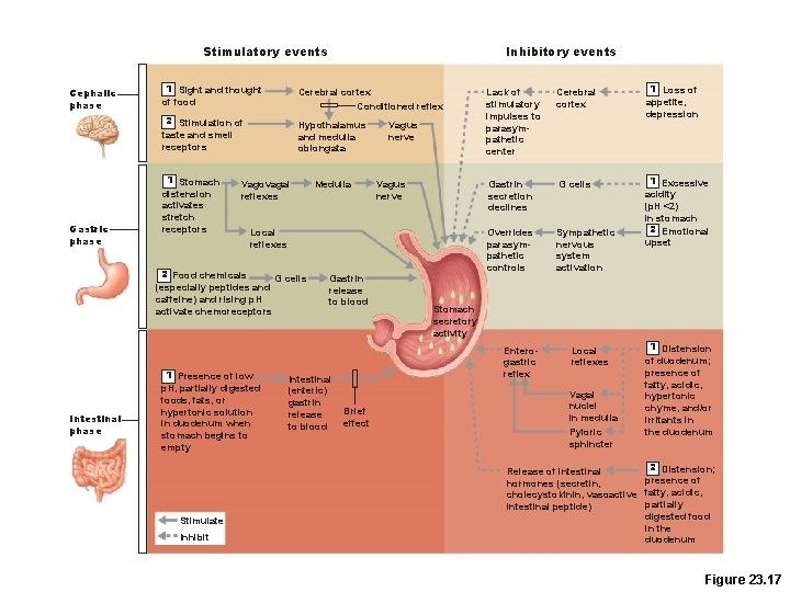 Stimulatory events Cephalic phase Gastric phase 1 Sight and thought of food Cerebral cortex Stimulatory events Cephalic phase Gastric phase 1 Sight and thought of food Cerebral cortex