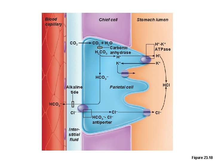 Blood capillary Chief cell CO 2 + H 2 O Carbonic H 2 CO Blood capillary Chief cell CO 2 + H 2 O Carbonic H 2 CO