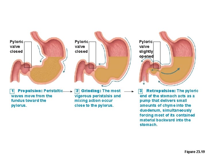 Pyloric valve closed Propulsion: Peristaltic waves move from the fundus toward the pylorus. 1 Pyloric valve closed Propulsion: Peristaltic waves move from the fundus toward the pylorus. 1