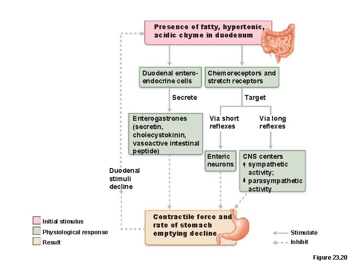 Presence of fatty, hypertonic, acidic chyme in duodenum Duodenal enteroendocrine cells Chemoreceptors and stretch Presence of fatty, hypertonic, acidic chyme in duodenum Duodenal enteroendocrine cells Chemoreceptors and stretch