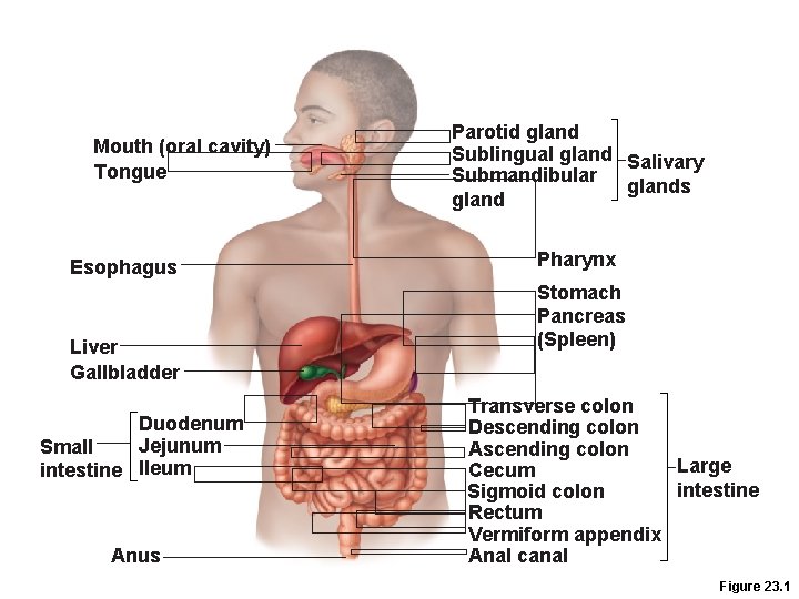 Mouth (oral cavity) Tongue Esophagus Liver Gallbladder Duodenum Jejunum Small intestine Ileum Anus Parotid Mouth (oral cavity) Tongue Esophagus Liver Gallbladder Duodenum Jejunum Small intestine Ileum Anus Parotid