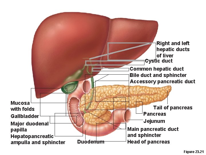 Right and left hepatic ducts of liver Cystic duct Common hepatic duct Bile duct Right and left hepatic ducts of liver Cystic duct Common hepatic duct Bile duct