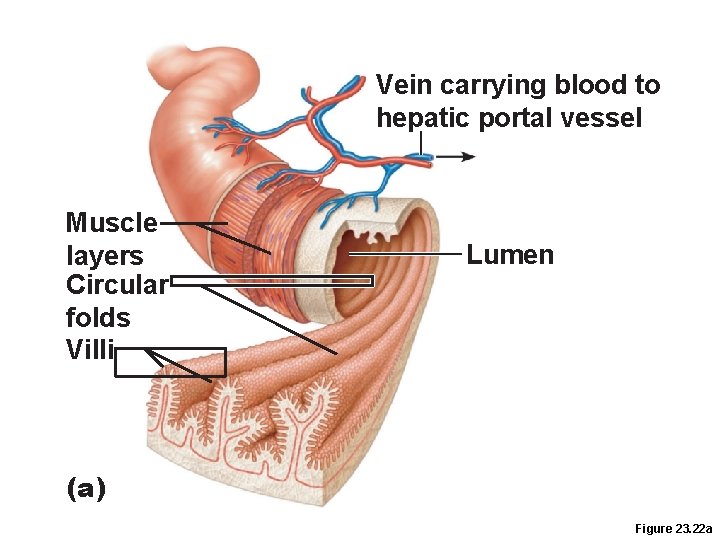 Vein carrying blood to hepatic portal vessel Muscle layers Circular folds Villi Lumen (a) Vein carrying blood to hepatic portal vessel Muscle layers Circular folds Villi Lumen (a)