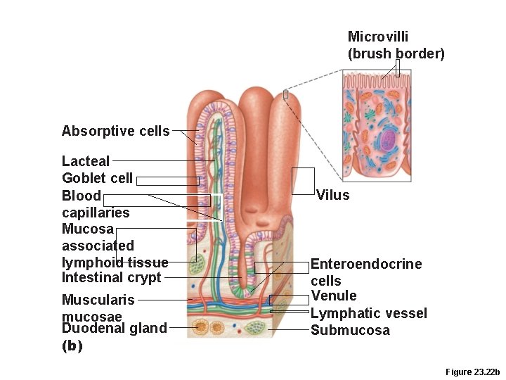 Microvilli (brush border) Absorptive cells Lacteal Goblet cell Blood capillaries Mucosa associated lymphoid tissue Microvilli (brush border) Absorptive cells Lacteal Goblet cell Blood capillaries Mucosa associated lymphoid tissue