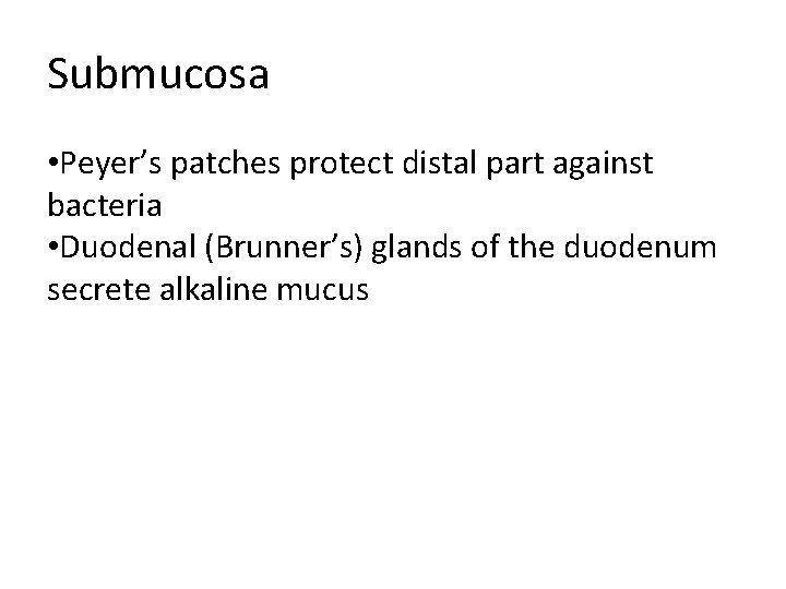 Submucosa • Peyer’s patches protect distal part against bacteria • Duodenal (Brunner’s) glands of Submucosa • Peyer’s patches protect distal part against bacteria • Duodenal (Brunner’s) glands of