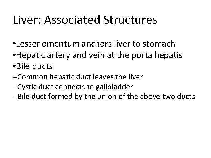 Liver: Associated Structures • Lesser omentum anchors liver to stomach • Hepatic artery and Liver: Associated Structures • Lesser omentum anchors liver to stomach • Hepatic artery and