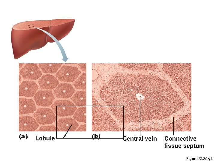 (a) Lobule (b) Central vein Connective tissue septum Figure 23. 25 a, b (a) Lobule (b) Central vein Connective tissue septum Figure 23. 25 a, b