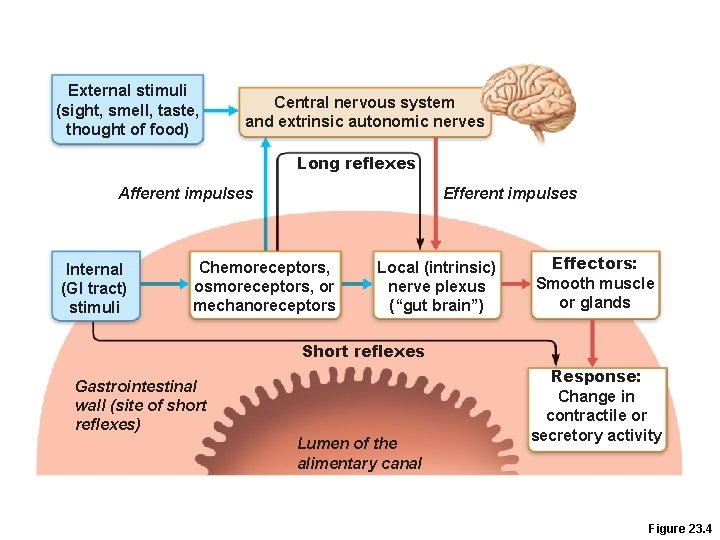 External stimuli (sight, smell, taste, thought of food) Central nervous system and extrinsic autonomic External stimuli (sight, smell, taste, thought of food) Central nervous system and extrinsic autonomic
