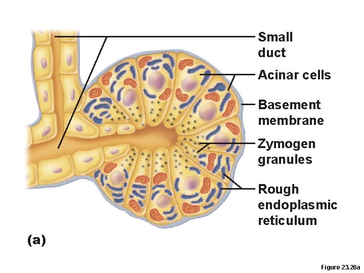 Small duct Acinar cells Basement membrane Zymogen granules Rough endoplasmic reticulum (a) Figure 23. Small duct Acinar cells Basement membrane Zymogen granules Rough endoplasmic reticulum (a) Figure 23.