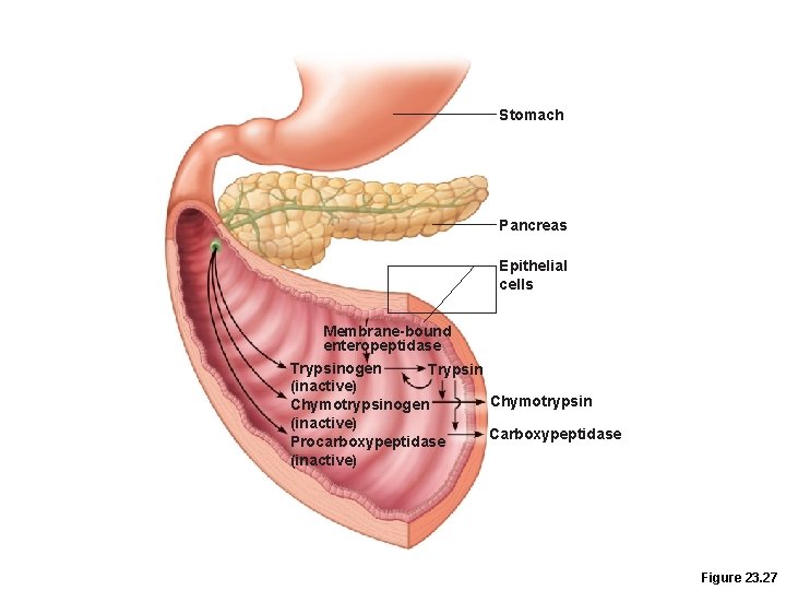 Stomach Pancreas Epithelial cells Membrane-bound enteropeptidase Trypsinogen Trypsin (inactive) Chymotrypsinogen (inactive) Carboxypeptidase Procarboxypeptidase (inactive) Stomach Pancreas Epithelial cells Membrane-bound enteropeptidase Trypsinogen Trypsin (inactive) Chymotrypsinogen (inactive) Carboxypeptidase Procarboxypeptidase (inactive)