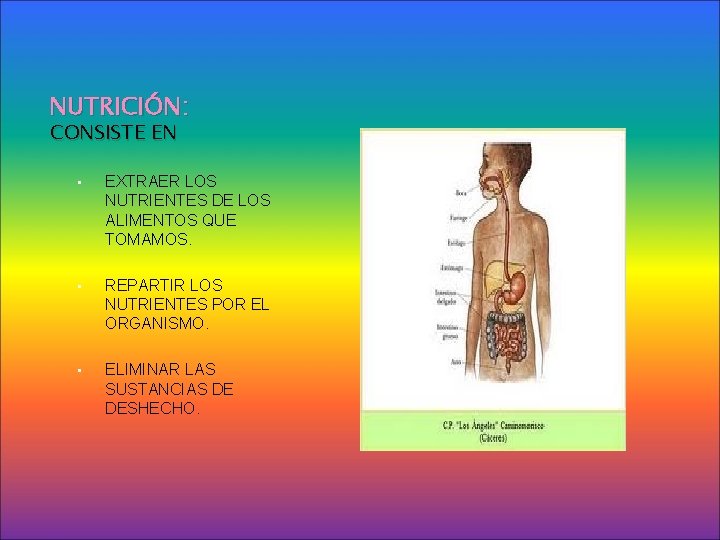 NUTRICIÓN: CONSISTE EN • EXTRAER LOS NUTRIENTES DE LOS ALIMENTOS QUE TOMAMOS. • REPARTIR