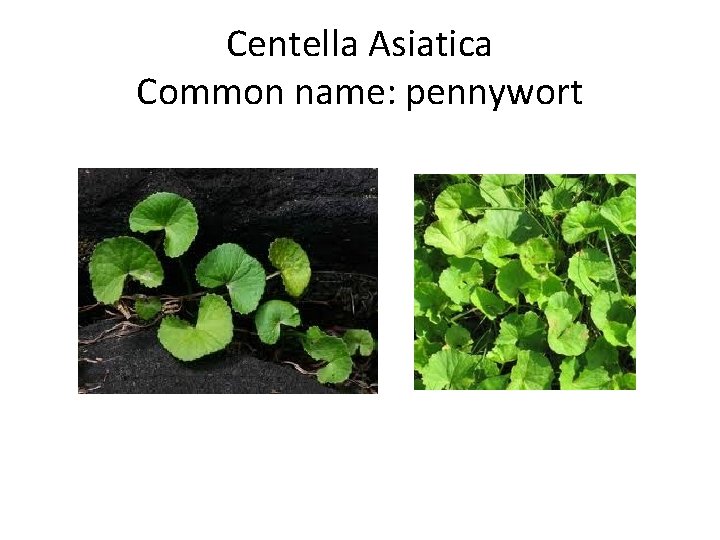 Centella Asiatica Common name: pennywort 