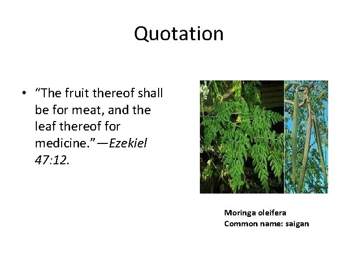 Quotation • “The fruit thereof shall be for meat, and the leaf thereof for