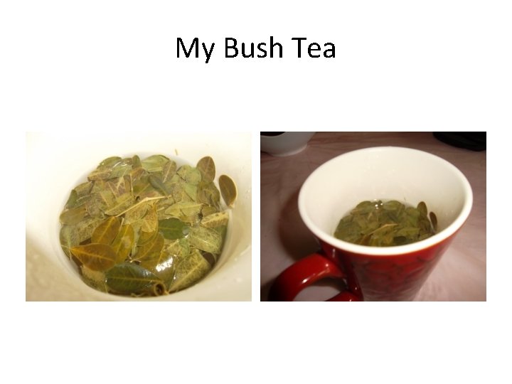 My Bush Tea 