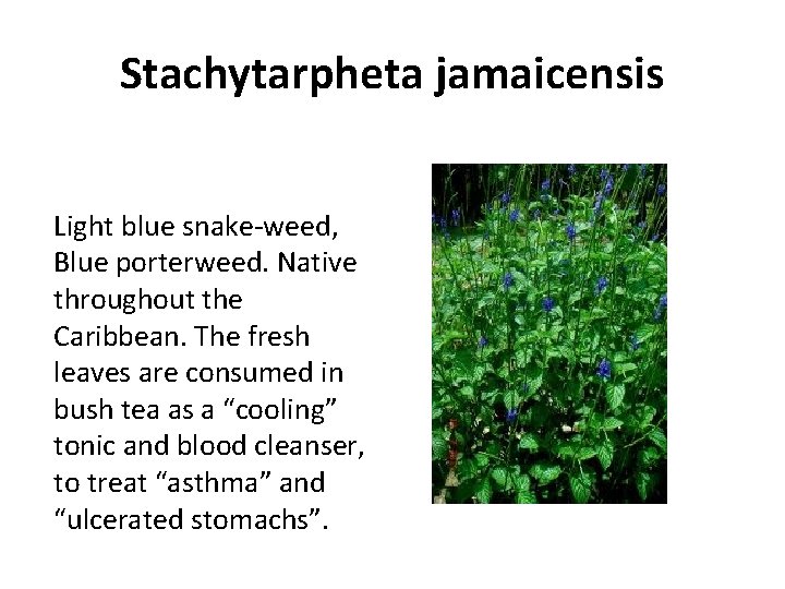 Stachytarpheta jamaicensis Light blue snake-weed, Blue porterweed. Native throughout the Caribbean. The fresh leaves