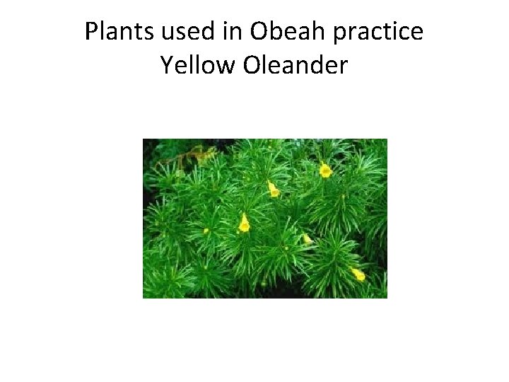 Plants used in Obeah practice Yellow Oleander 