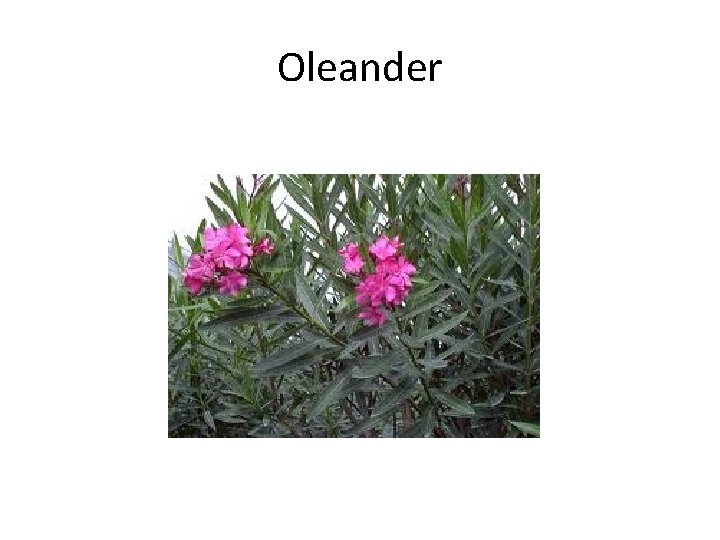 Oleander 