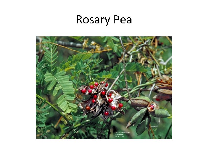 Rosary Pea 