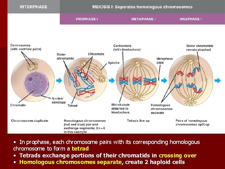  • In prophase, each chromosome pairs with its corresponding homologous chromosome to form