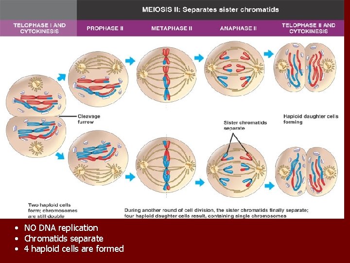 • NO DNA replication • Chromatids separate • 4 haploid cells are formed