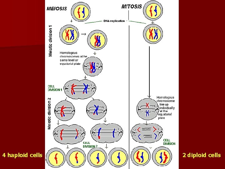 4 haploid cells 2 diploid cells 