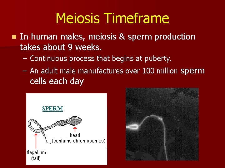 Meiosis Timeframe n In human males, meiosis & sperm production takes about 9 weeks.