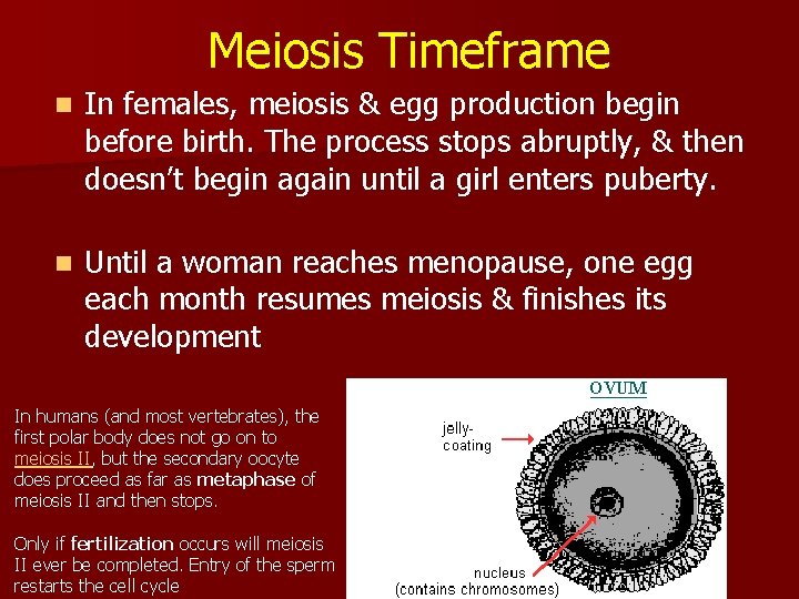 Meiosis Timeframe n In females, meiosis & egg production begin before birth. The process