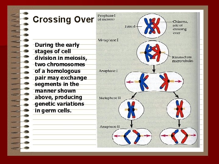 During the early stages of cell division in meiosis, two chromosomes of a homologous