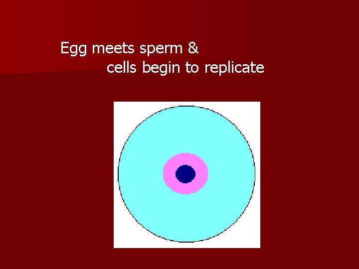 Egg meets sperm & cells begin to replicate 
