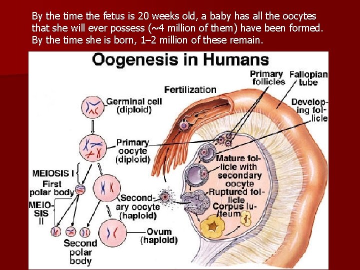 By the time the fetus is 20 weeks old, a baby has all the