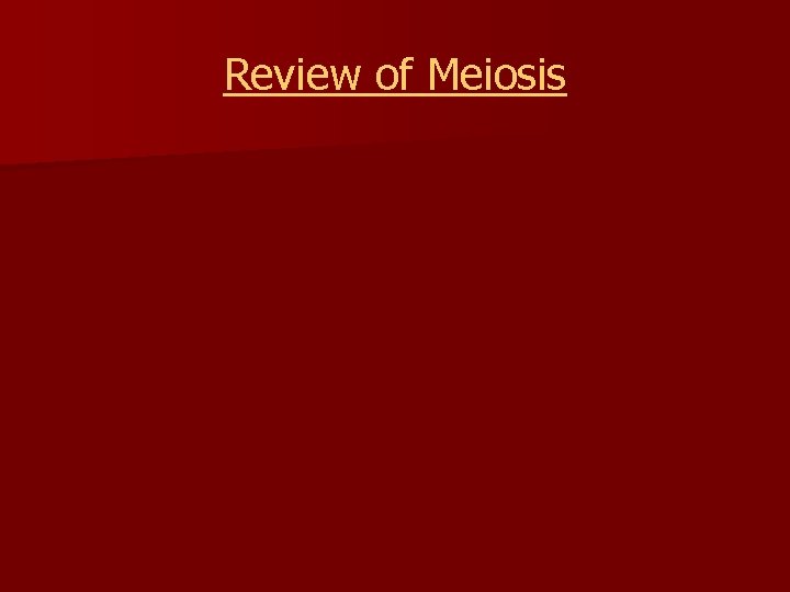 Review of Meiosis 