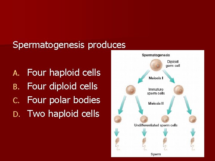 Spermatogenesis produces Four haploid cells B. Four diploid cells C. Four polar bodies D.