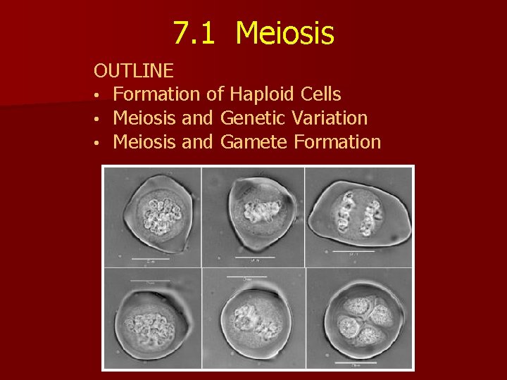 7. 1 Meiosis OUTLINE • Formation of Haploid Cells • Meiosis and Genetic Variation