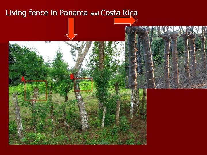 Living fence in Panama and Costa Rica 