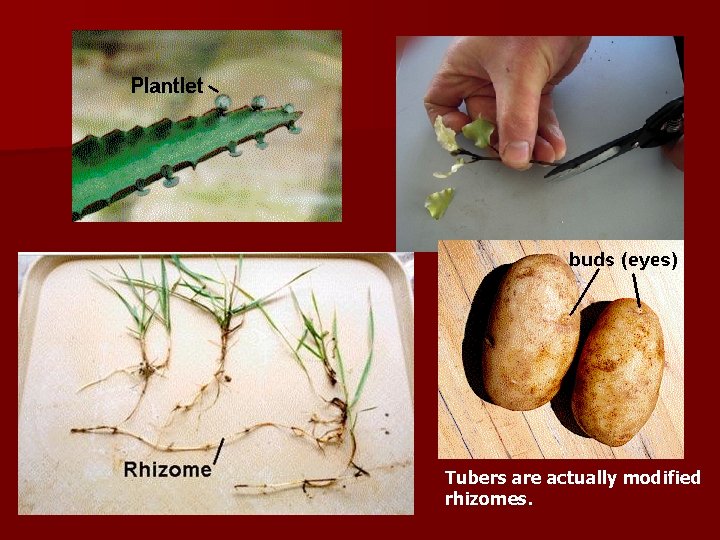 Tubers are actually modified rhizomes. 