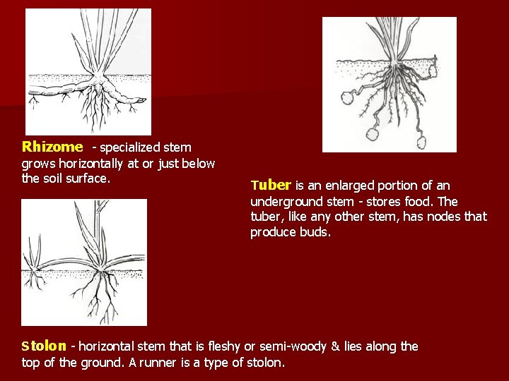 Rhizome - specialized stem grows horizontally at or just below the soil surface. Tuber