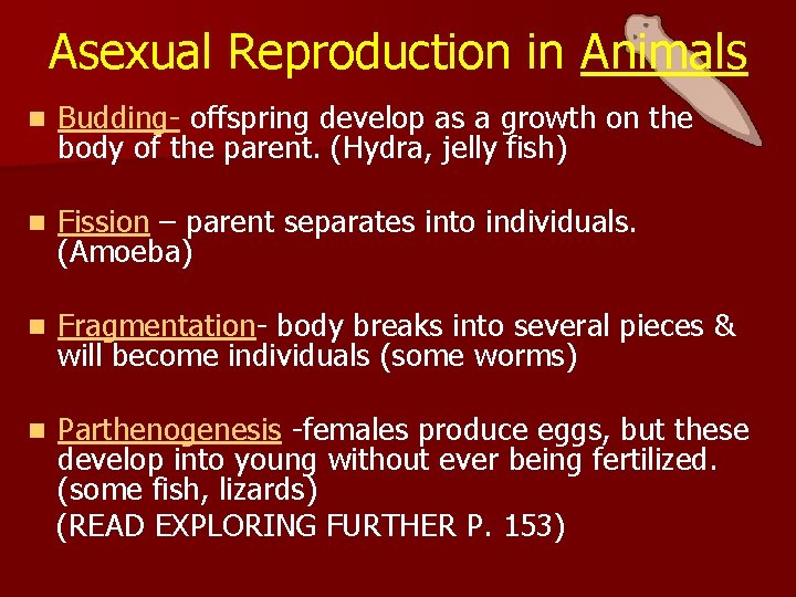 Asexual Reproduction in Animals n Budding- offspring develop as a growth on the body