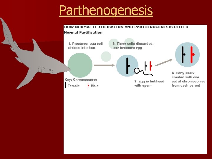 Parthenogenesis 
