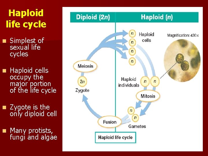 Haploid life cycle n Simplest of sexual life cycles n Haploid cells occupy the