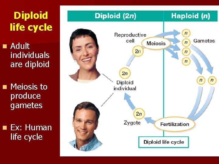 Diploid life cycle n Adult individuals are diploid n Meiosis to produce gametes n
