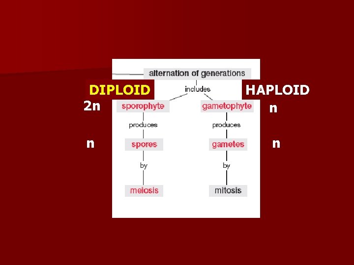 DIPLOID 2 n n HAPLOID n n 