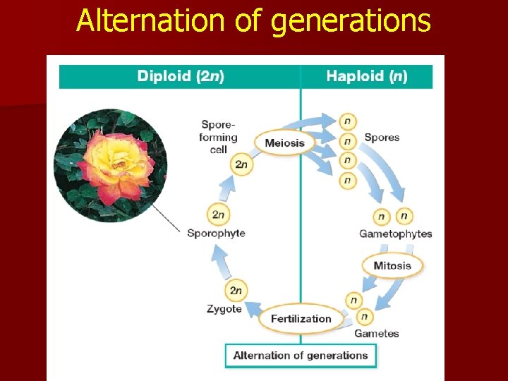 Alternation of generations 