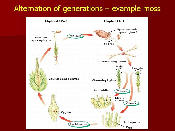 Alternation of generations – example moss 