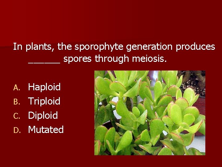 In plants, the sporophyte generation produces ______ spores through meiosis. Haploid B. Triploid C.