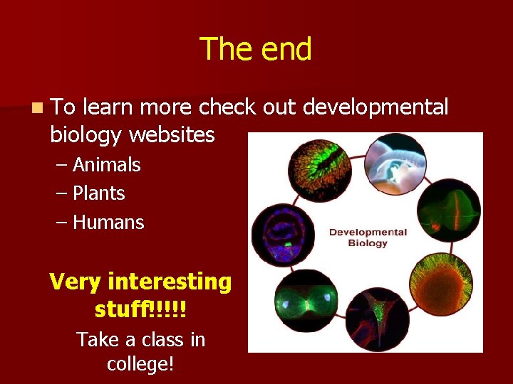 The end n To learn more check out developmental biology websites – Animals –