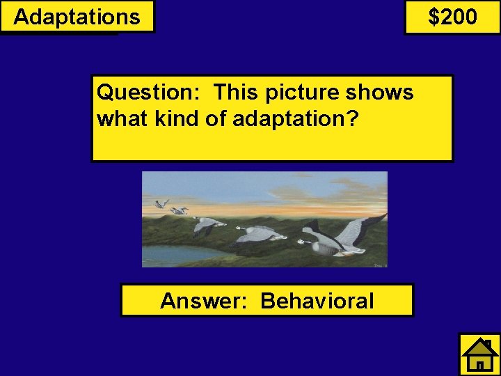 Primates Adaptations $200 Question: This picture shows what kind of adaptation? Answer: Behavioral 