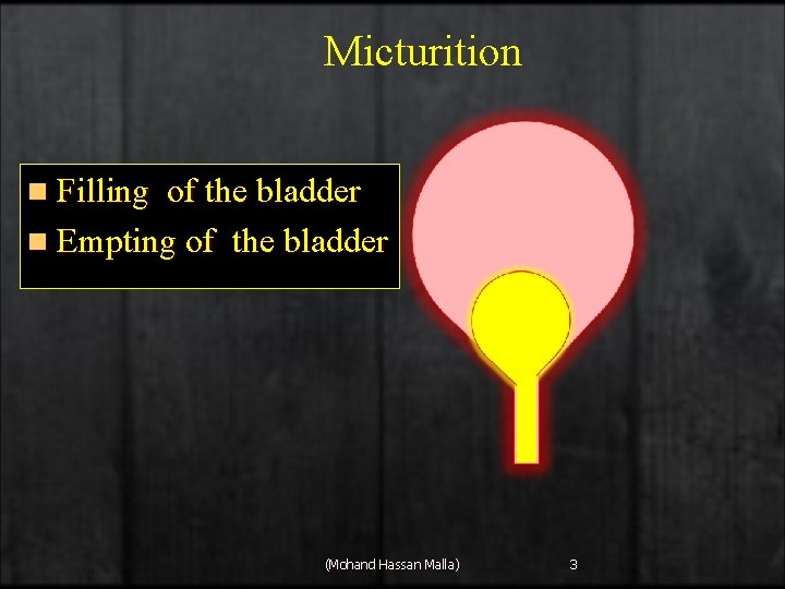 Micturition n Filling of the bladder n Empting of the bladder (Mohand Hassan Malla)