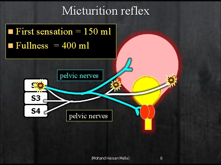 Micturition reflex n First sensation = 150 ml n Fullness = 400 ml pelvic