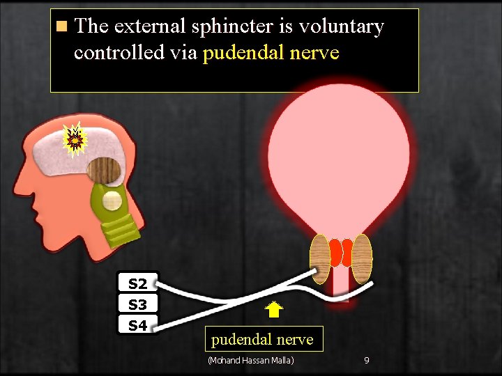 n The external sphincter is voluntary controlled via pudendal nerve S 2 S 3